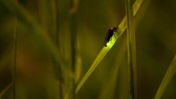 Firefly on grass